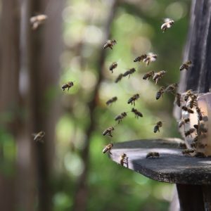 M@V EXPERIENCE TO BEE: Con le Api, Architetti di Ecosostenibilità e Biodiversità